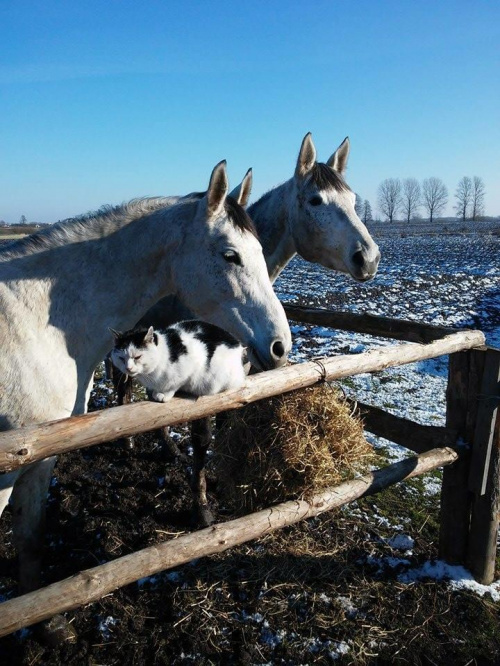 Obrazek