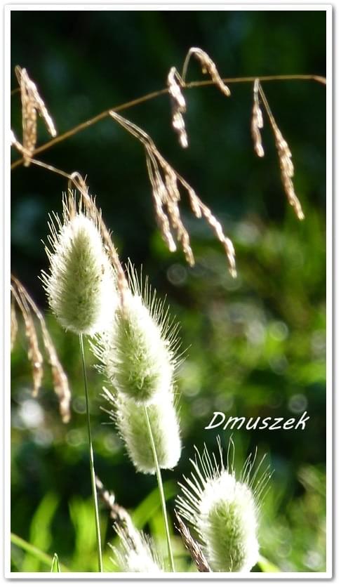 Obrazek