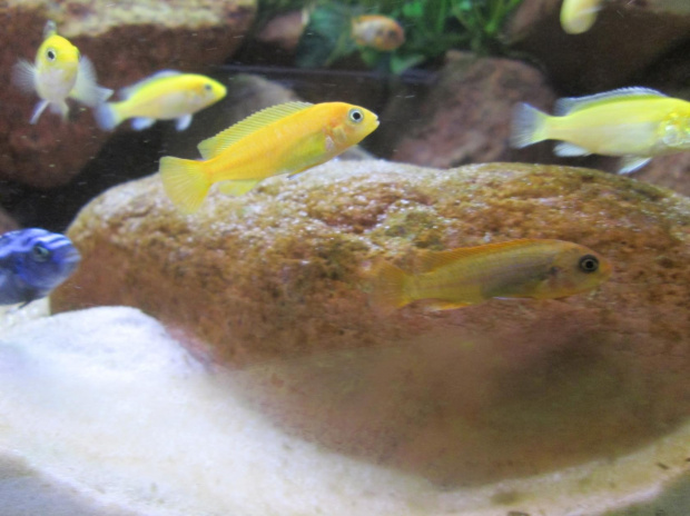 Iodotropheus sprengerae4