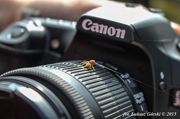 Po drabinie z asekuracją #pająk #canon #pajęczyna