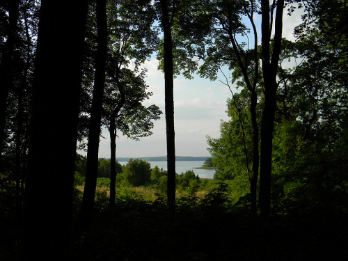 widok przez las