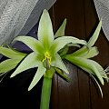 Hippeastrum Evergreen