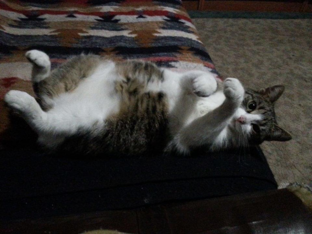 Kicia