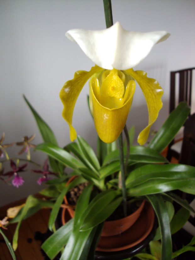 Paphiopedilum