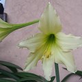 Hippeastrum Germa