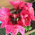 Hippeastrum Herkules