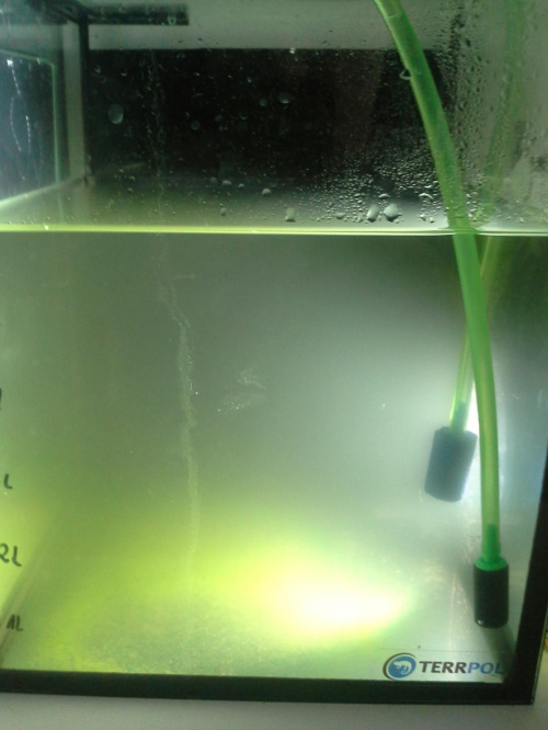 larwy amano + fitoplankton