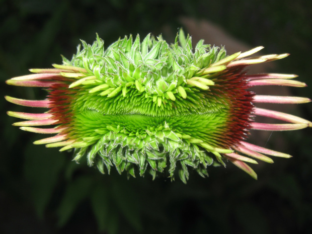 Echinacea purpurea. Fot. Marek Szczepanik